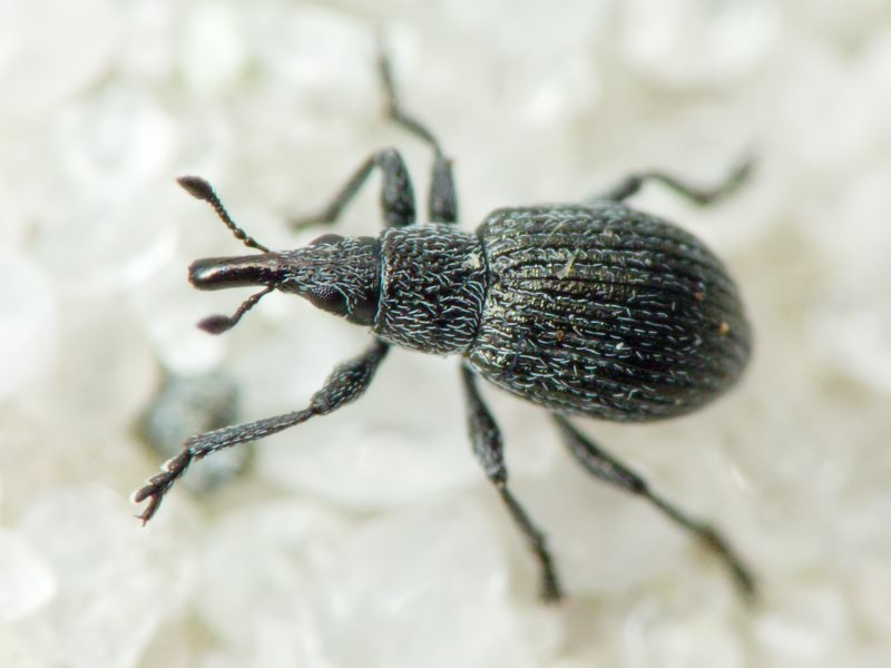 Pseudoperapion brevirostre (Herbst, 1797)